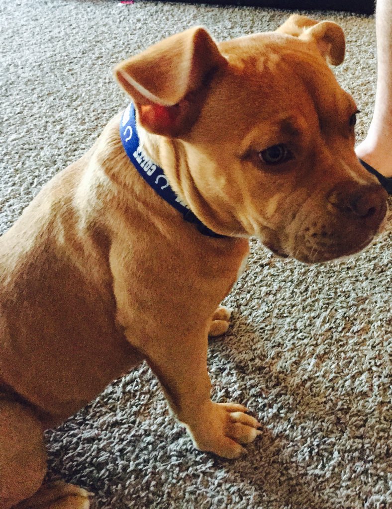 tina_stith's tweet photo. Bardi's sportin her new collar and ready for a WIN! GO COLTS @ColtsSupporters @Colts https://t.co/jMN924gQNi