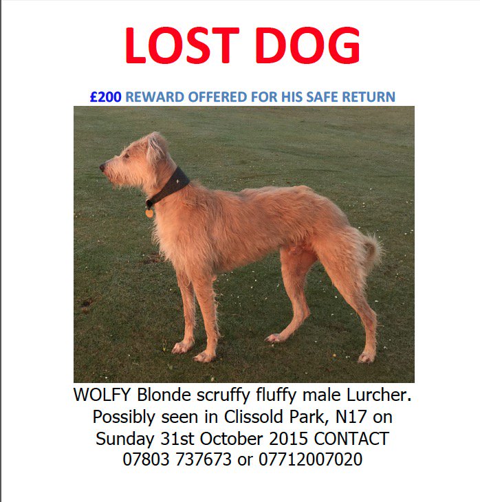 I trust he is on best Lurcher scavenging warmth-seeking form tonight Universe pls; let me find him tomo #findwolfy