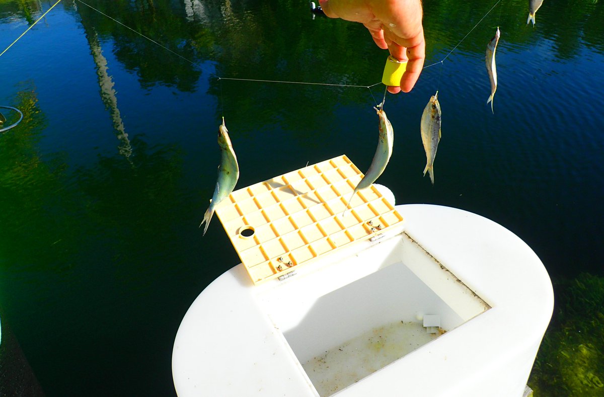 D_OOKER's tweet photo. The D-OOKER. Always at hand!
Available at https://t.co/rj15WgMy1Q
#D_OOKER #baitfishing #fishing #floridafishing https://t.co/5MYgcKgXNy