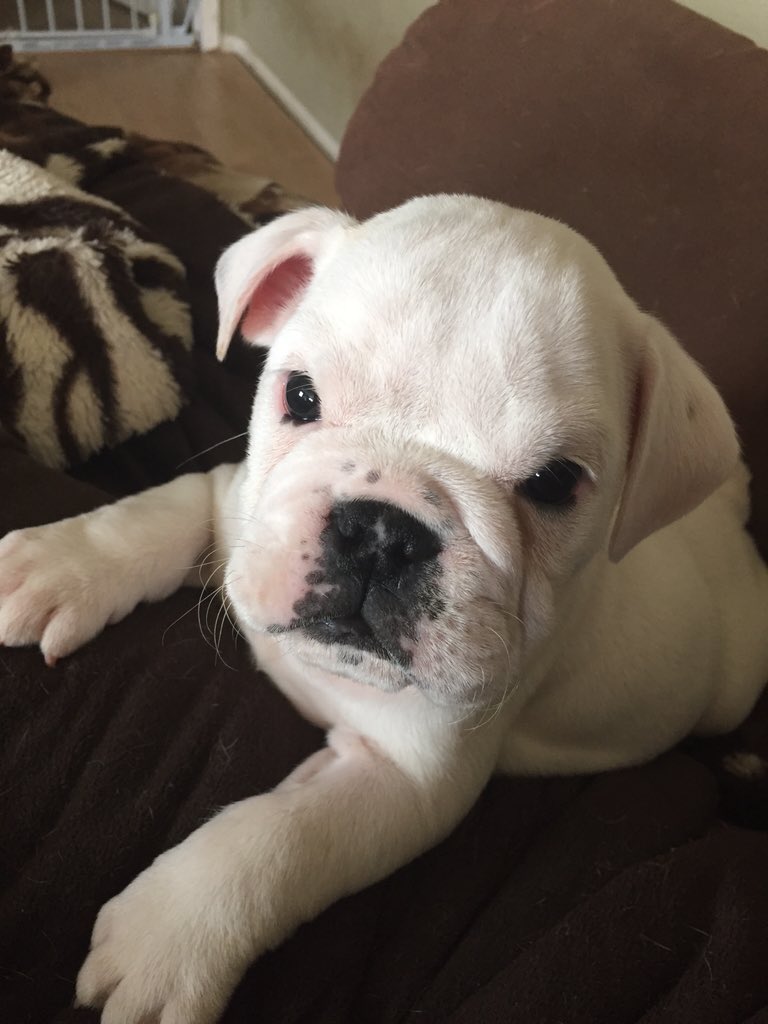 ACenglishBullys tweet picture