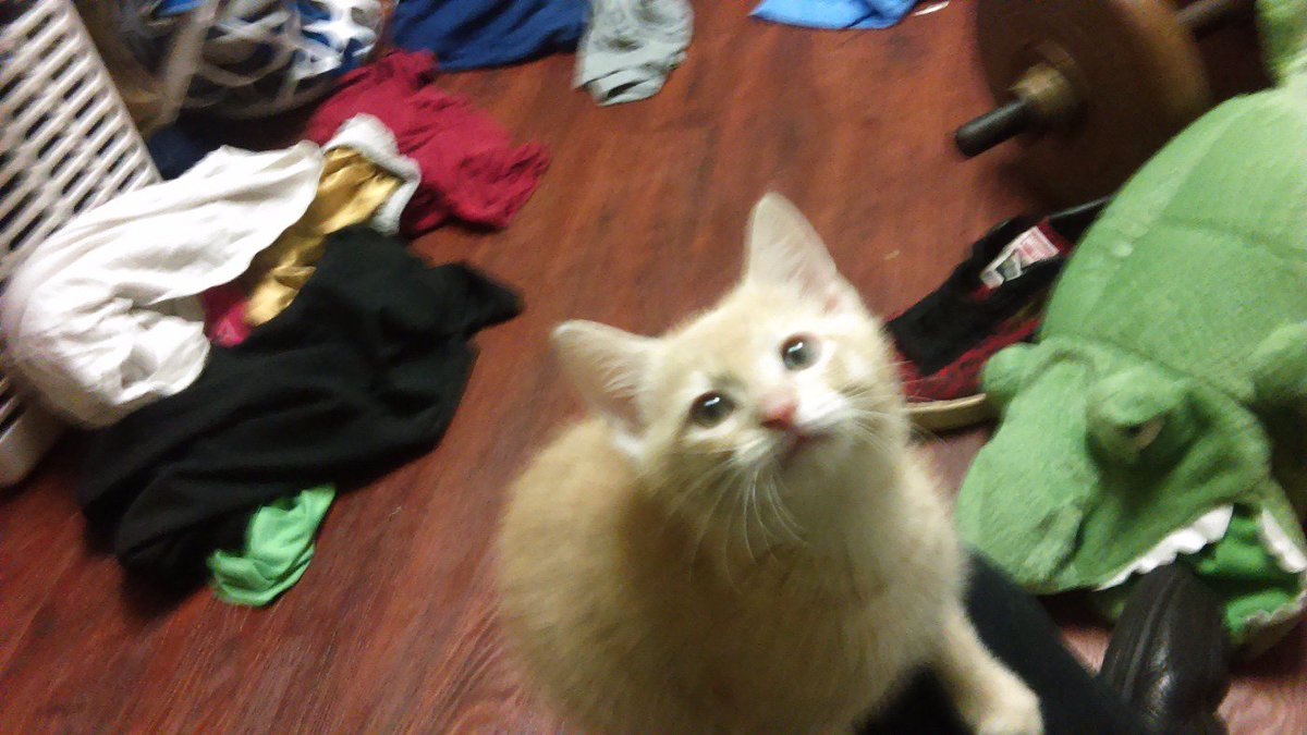 APfromthe513's tweet photo. New kitten, names Phelix. That stare though, he knows he's being watched. #crazycatproblems https://t.co/VMaJPwWELS