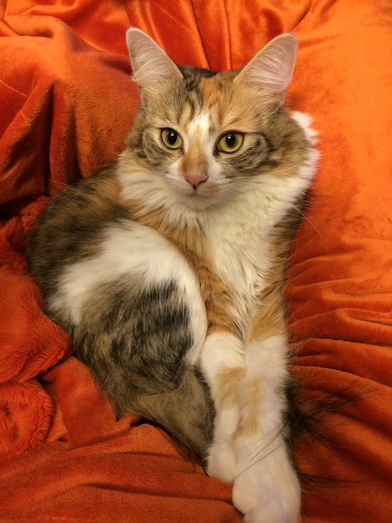 emdashje's tweet photo. Because I have to. #catmodel #comethefon https://t.co/KgHnouC2AT
