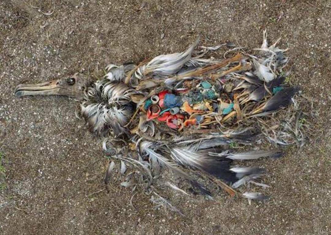 HeavenTouch_'s tweet photo. Pollution kills https://t.co/wVgdcsV3BH