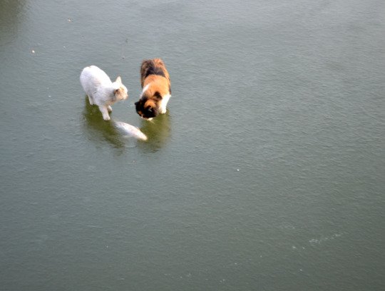 얼어붙은 물고기가 궁금했던 고양이들 | 인스티즈