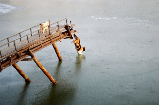 얼어붙은 물고기가 궁금했던 고양이들 | 인스티즈