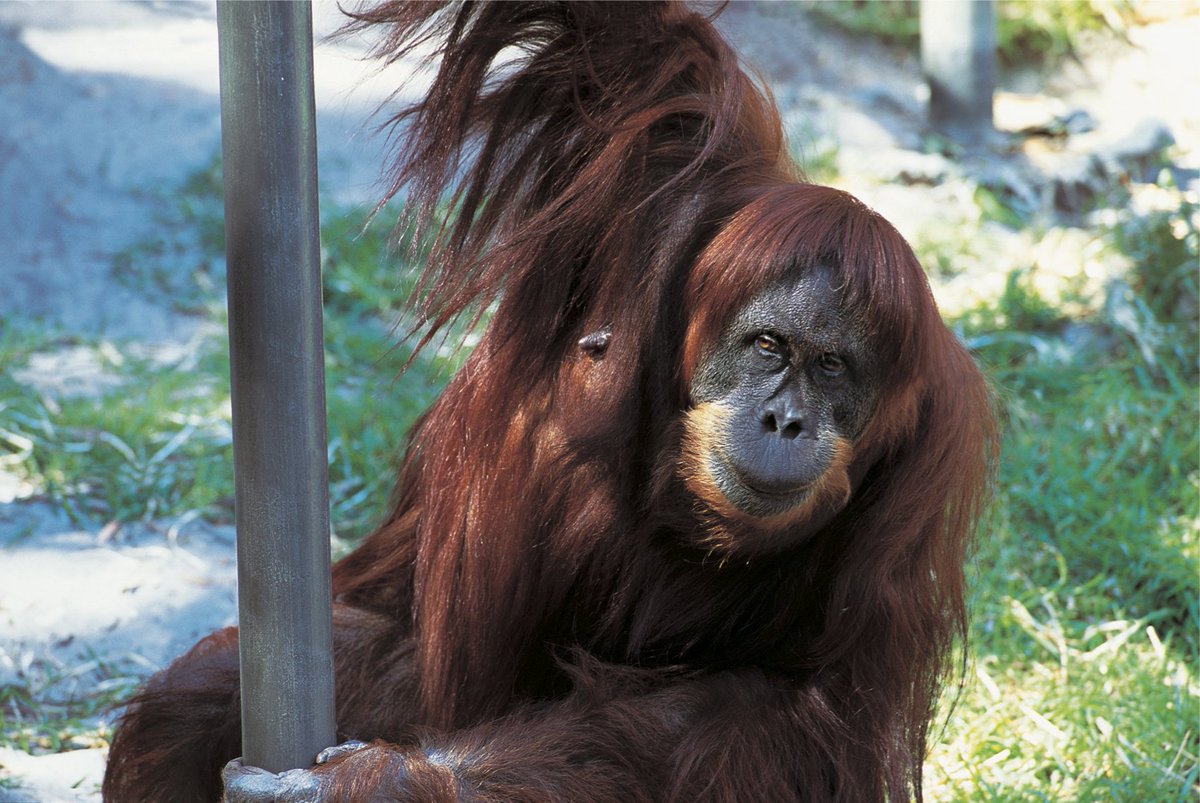 РезÑлÑÐ°Ñ Ñ Ð¸Ð·Ð¾Ð±Ñажение за puan oldest orangutan