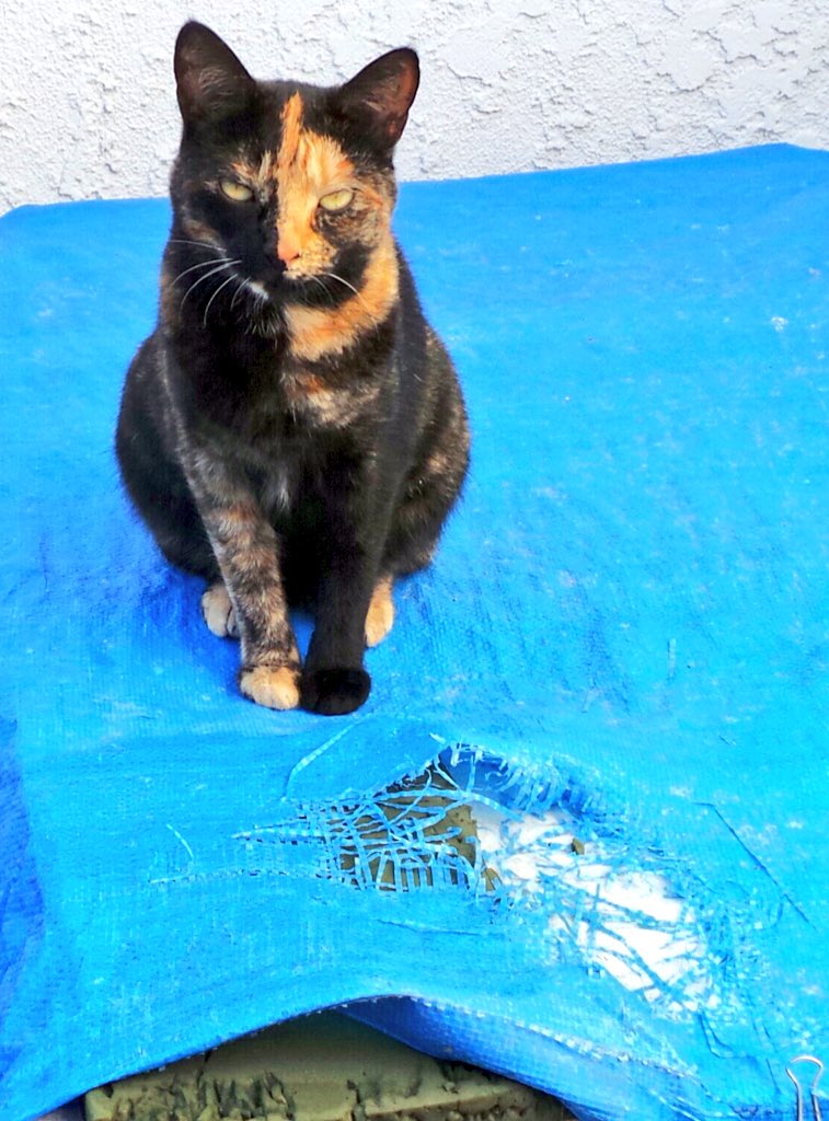 tortecatfrmhell's tweet photo. the little1's learn so quickly KittyCarmen made this lovely torn n shredded hole im so proud #tortetude #7kittens https://t.co/8gFP12rUNR