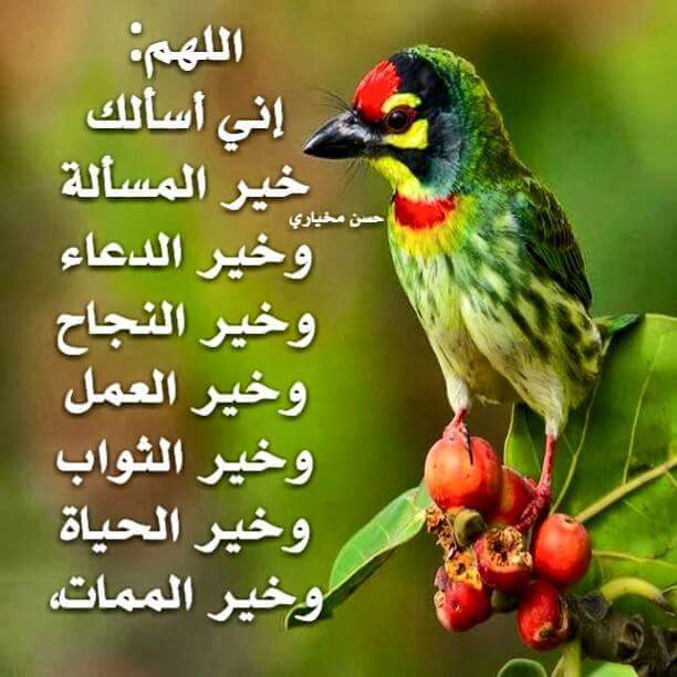 AliAlwiin's tweet photo. صباح الخير https://t.co/B6E1bky0nx