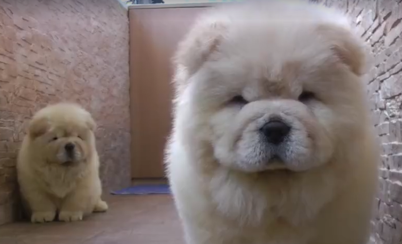 LFTweb's tweet image. Cute as a button! buff.ly/1Nlnrt0