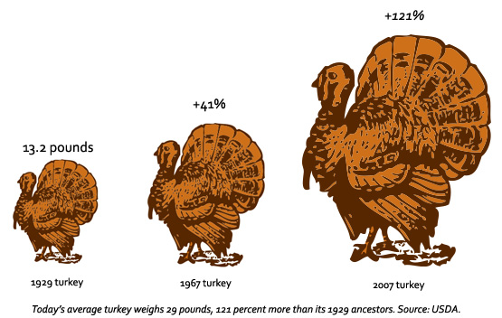zestycasey's tweet photo. Some striking and festive artificial selection @OxyEvo https://t.co/tVzY9U2nEa