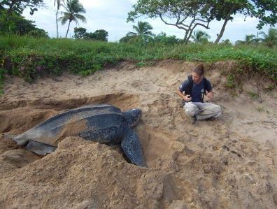 #Macroécologie et #Changementsclimatiques, découvrez la thèse sur les #tortuesmarines de Jonathan Monsinjon