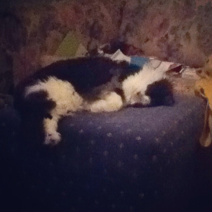 Krissybabe99's tweet photo. Our fur baby who came from #QLdRSPCA 👌 https://t.co/BajIXr3iBc