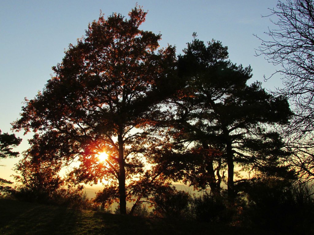 Redpathart's tweet image. #Autumn #Baum #sunny