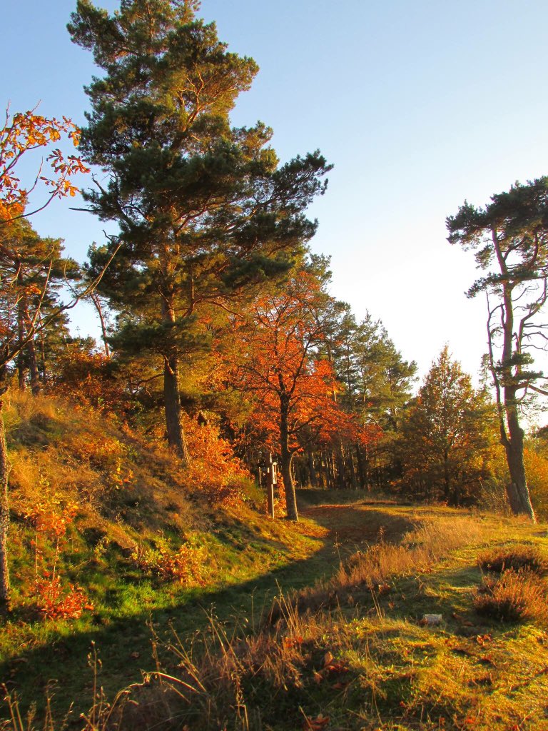 Redpathart's tweet image. #Autumn #Baum #sunny