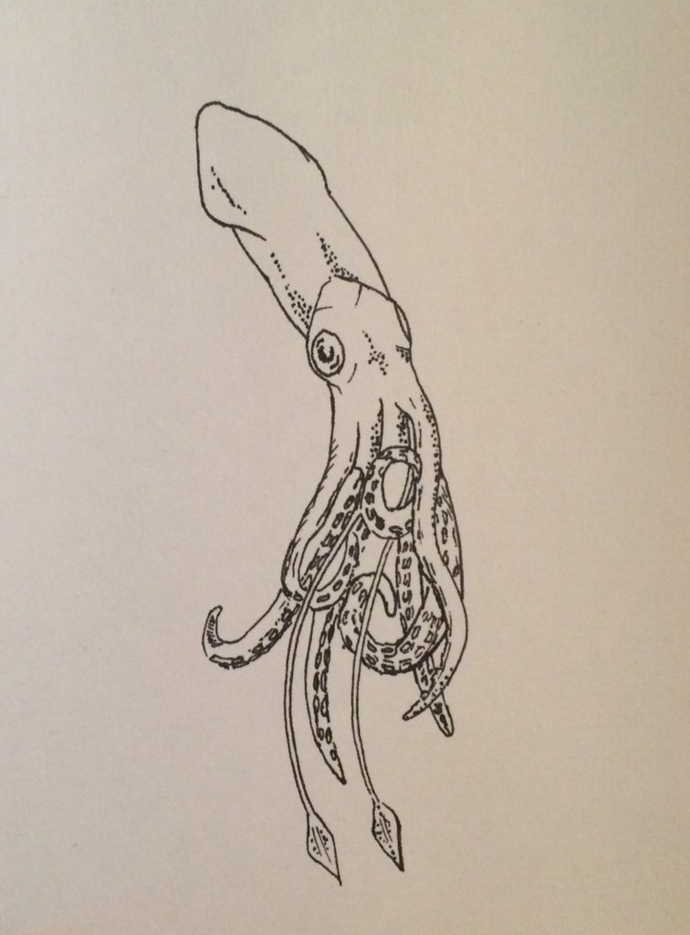 Redpathart's tweet image. #squid #drawing #pen #ink #art