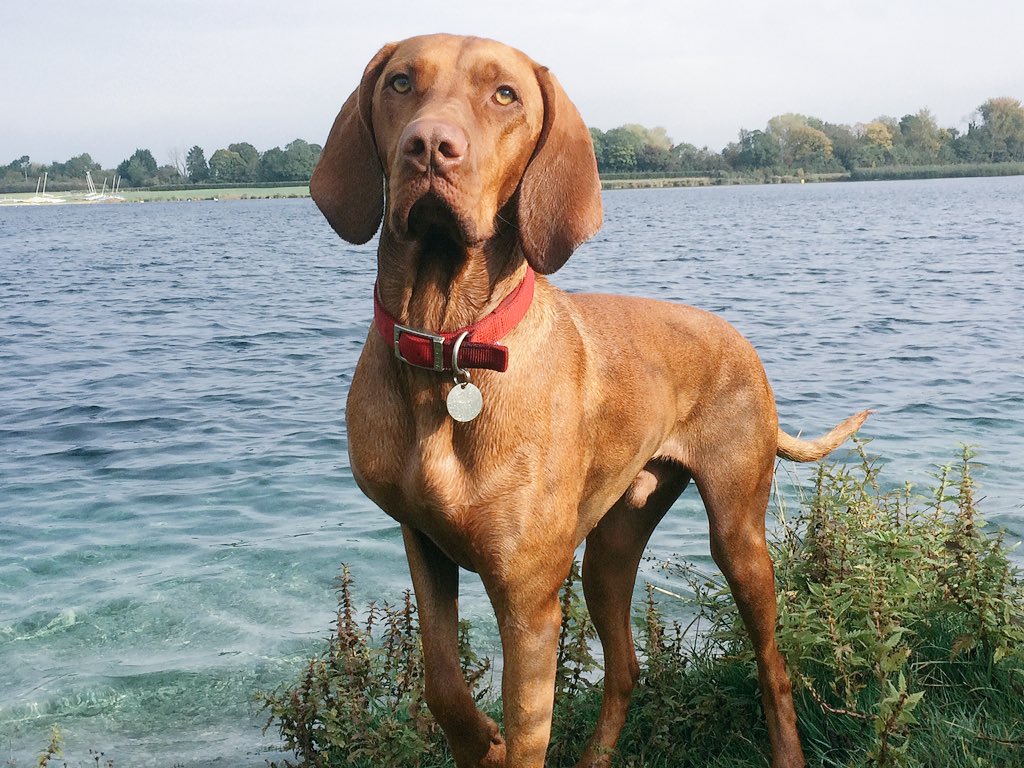 <a href="/barkingmadalun/">Barking Mad Dog Care</a> is a big fan of @glouc_services what a great experience!