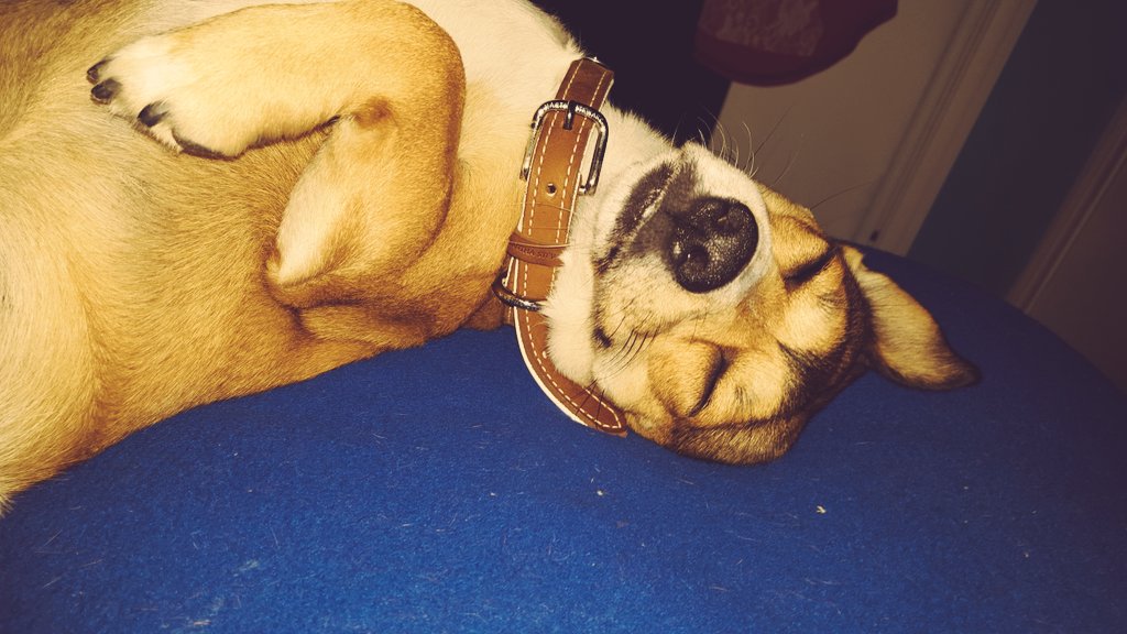 ErickSoClueless's tweet photo. Lylo Xavier💕💕🐶❤😶😍😋 https://t.co/CU546wARWe