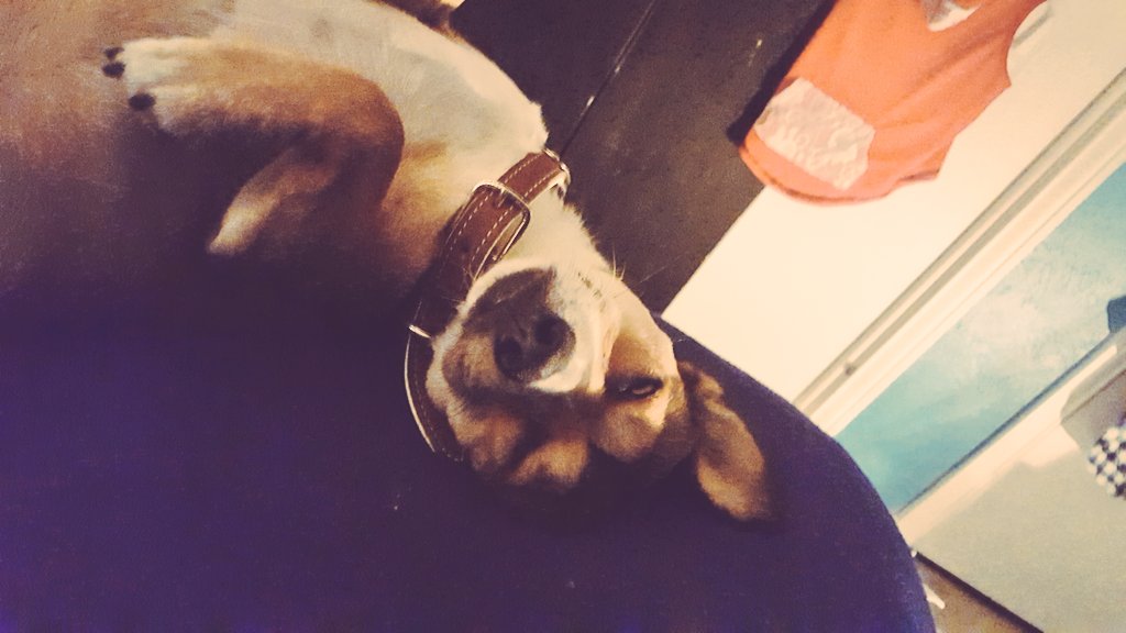 ErickSoClueless's tweet photo. Lylo Xavier💕💕🐶❤😶😍😋 https://t.co/CU546wARWe