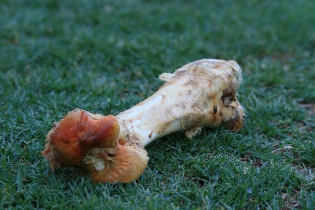 Spaghetti_Stain's tweet photo. Facebook keeps deleting. I found this in my backyard, not sure from where. Its aliens. RETWEET TO SPREAD AWARENESS. https://t.co/aq90niiXOK