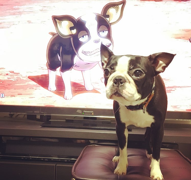 もぁらす در توییتر イギーとコラボ ボストンテリア Bostonterrier 犬 Dog ジョジョの奇妙な冒険 イギー T Co Gwiphuy6gy もぁらす در توییتر イギーとコラボ ボストンテリア Bostonterrier 犬 Dog ジョジョの奇妙な冒険 イギー T Co Gwiphuy6gy