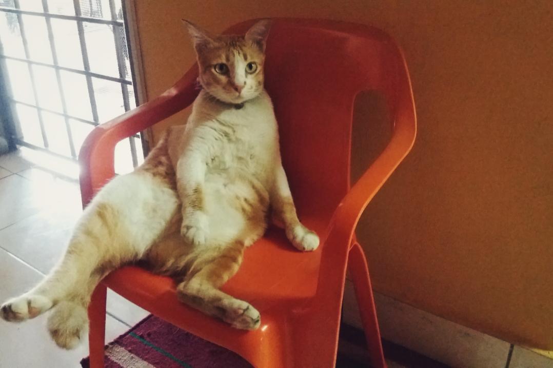 Cara Memberi Nama Kepada Kucing Haiwan 2021