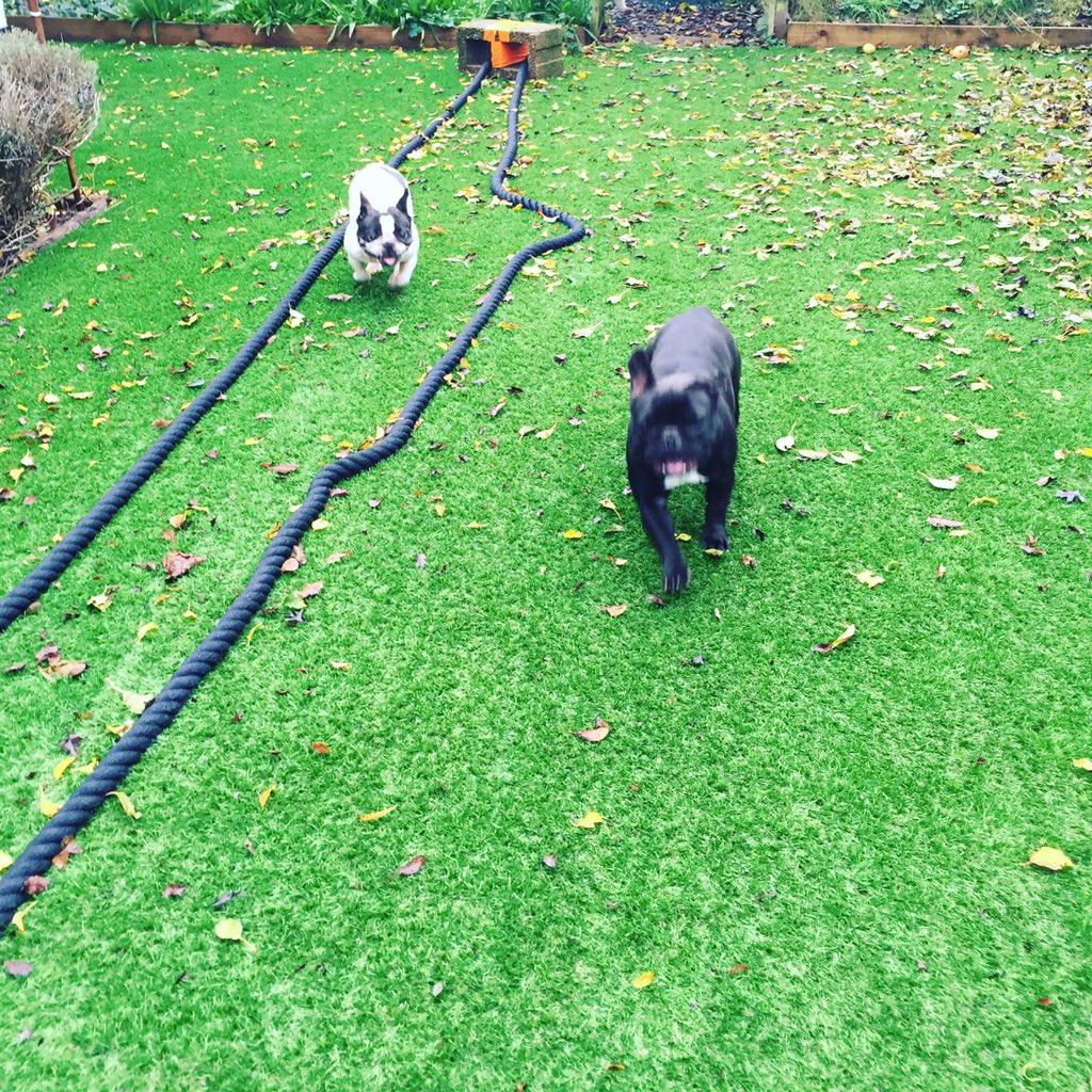 Mrs_V_'s tweet image. Morning run around the garden :) #Boo #Lulu