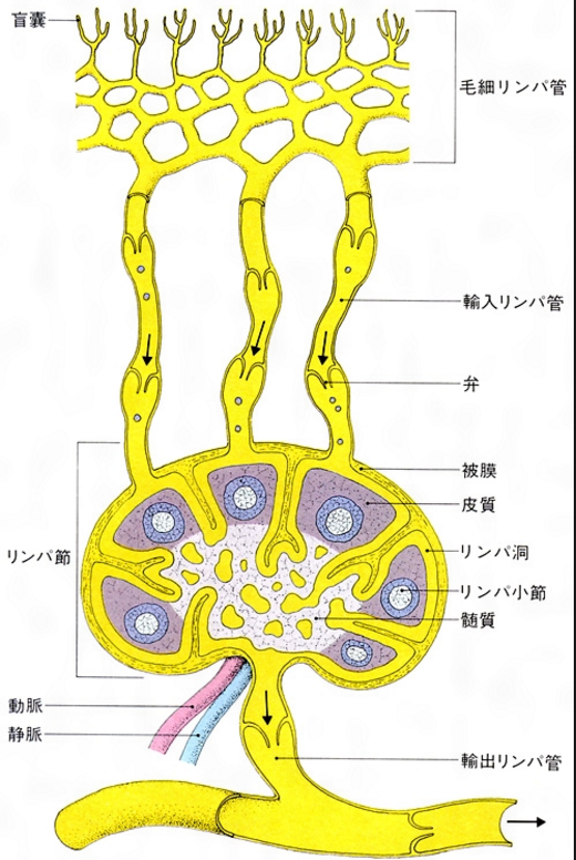ゴロ 解剖生理イラスト 在 Twitter 上 パッと見で分かるリンパ節の構造 T Co We1p4b5zdj Twitter