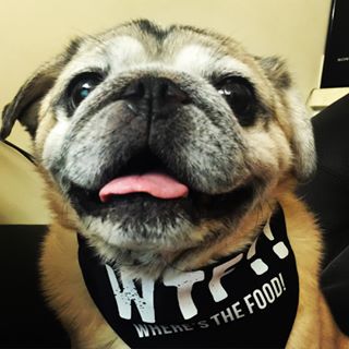 Joy_PhotoCam's tweet photo. #็ฎ่ 's new #bandana
#wtf #wheresthefood
#pugfaces #pug #puglove #ilovemypug https://t.co/hHzpfI41g7 https://t.co/DWEl19Rtpz
