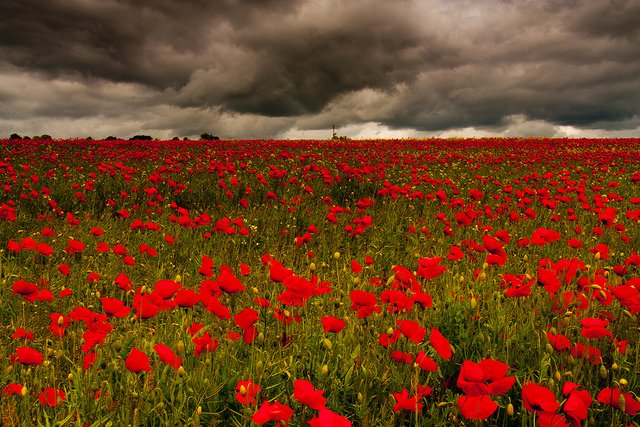 Will you be joining <a href="/MediaBoardInt/">Media Board</a> in today's two minute silence? #LestWeForget #RemembranceDay #PoppyDay