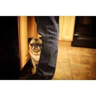 Joy_PhotoCam's tweet photo. Helper Pug, helping Brad do dishes.
#pug #happydog #pugstagram #seniorpug #helperpug https://t.co/62AI95tdQ5 https://t.co/vWb5ctBnFp