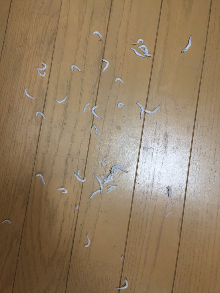 Alicexexex's tweet photo. ホラーだ…

【閲覧注意】 https://t.co/GJHOzESJG0