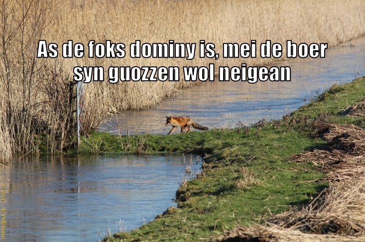 FryskeSechjes's tweet photo. As de foks dominy is, mei de boer syn guozzen wol neigean https://t.co/km2CLrcqjk