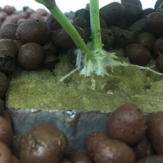 RWwholesale's tweet photo. Delta Mini Blocks in Hydroton
#claypebbles #hydroton #deltablock #miniblocks #roots #agriculture #legalization #mmj https://t.co/TTkJdLClo9