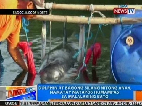 newsinvideos's tweet photo. #Ntg: #Dolphin at #Bagong #Silang #Nitong #Anak, #Namatay #Matapos ...
https://t.co/7y34tmAZRL
#Batoquot https://t.co/gFKmkA6XEF