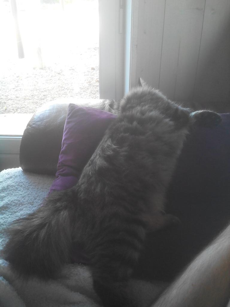 ATyrecs's tweet photo. Litchy's cat !!! #chat #chaton https://t.co/fFvjHIHgKr
