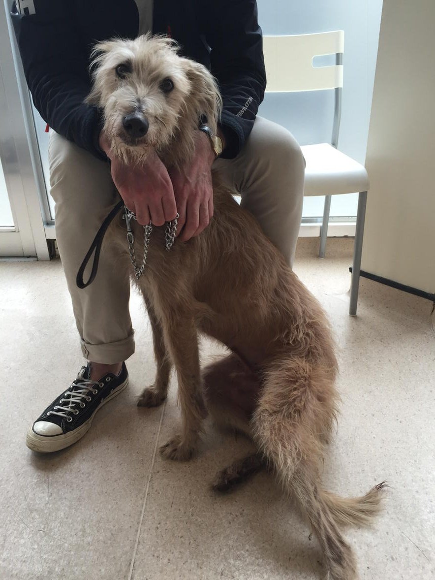 Safe and a bit battered just being checked over @NottingHillVets