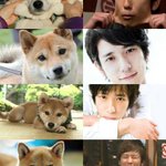 「柴犬」と「二宮和也」の親和性に着目したハッシュタグが超話題!