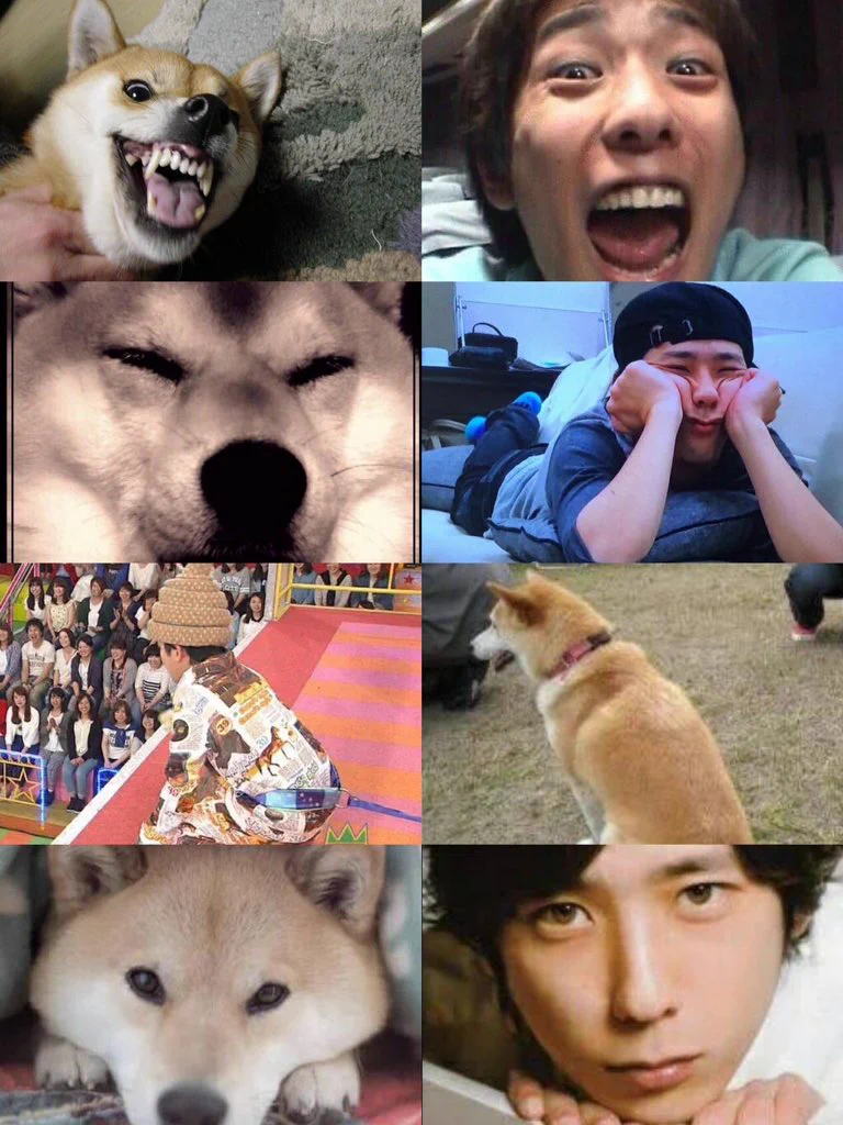 「柴犬」と「二宮和也」の親和性に着目したハッシュタグが超話題！！