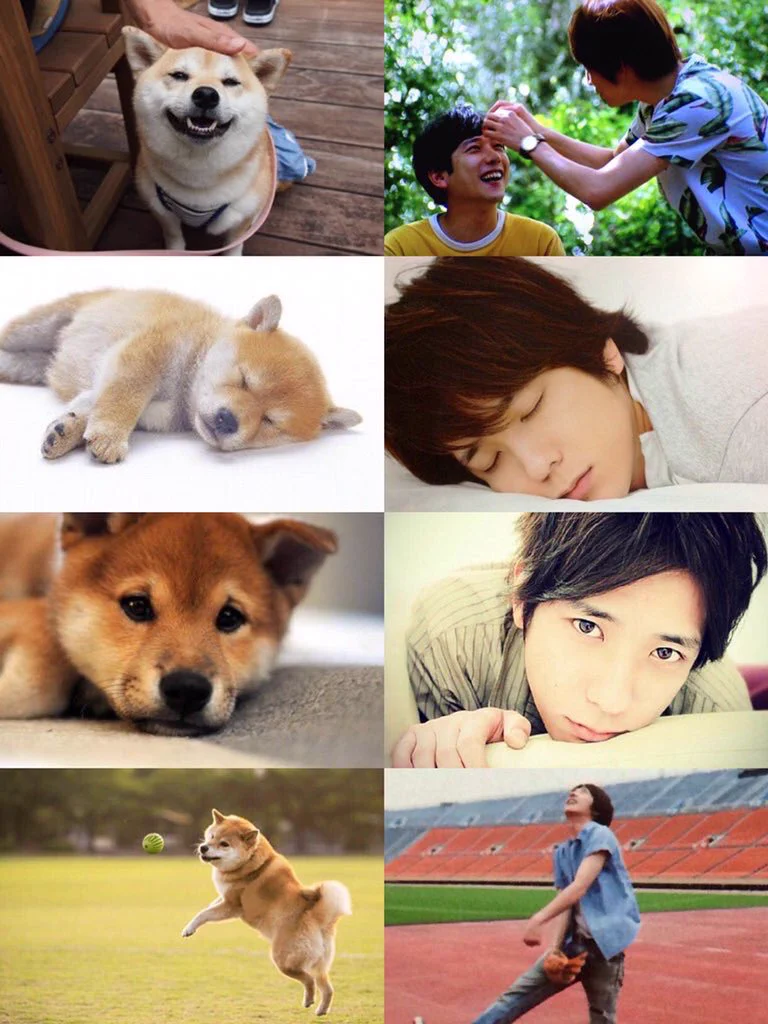 「柴犬」と「二宮和也」の親和性に着目したハッシュタグが超話題！！