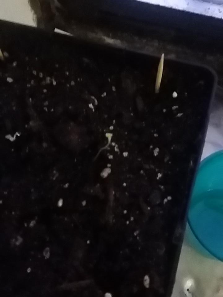 OnielTorres3's tweet photo. @HarlemGrown my lettuce are growing# growing lettuce https://t.co/LcWmd5I7FE