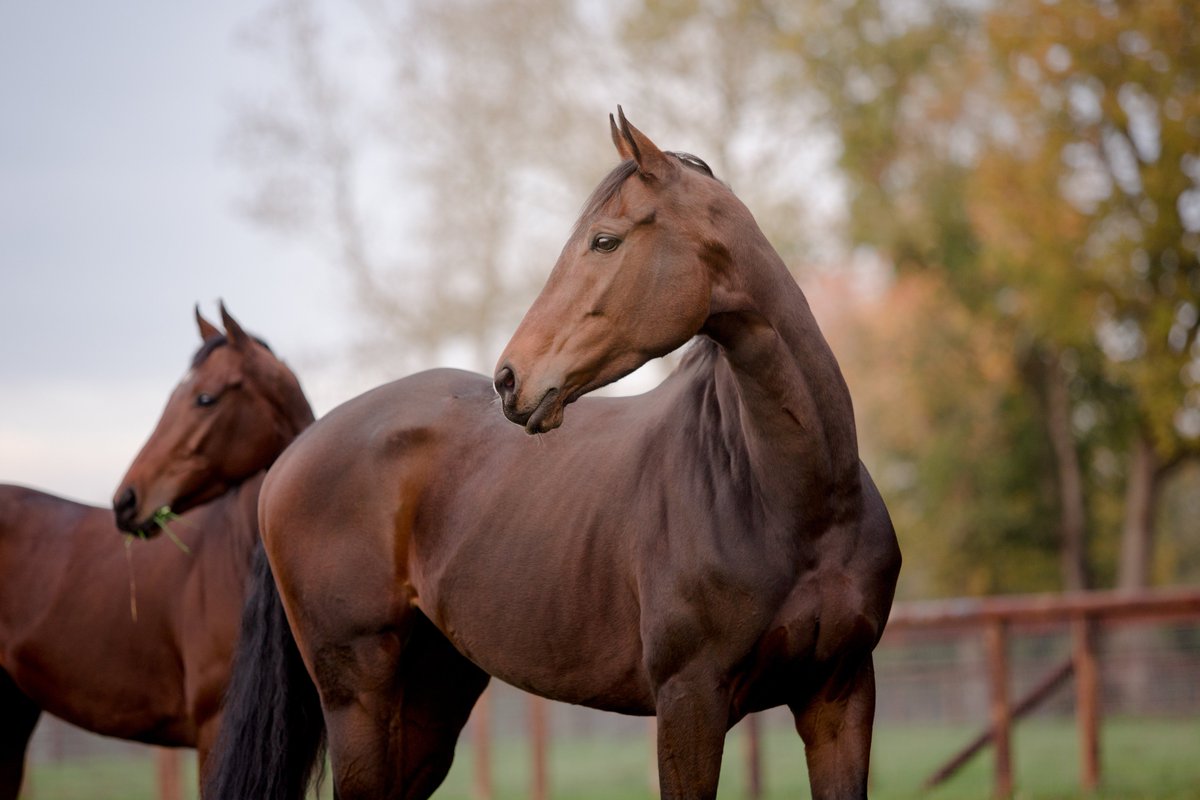 FollowTreve's tweet photo. Bonjour à tous ! Quelques photos en direct de mon paddock au Haras de Bouquetot ! ;) © Zuzanna Lupa https://t.co/jFUmmapUYB
