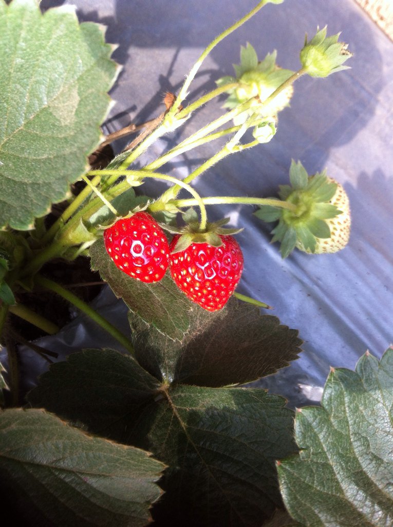 bryant_168's tweet photo. Asik sekali bisa menikmati strawberry yg baru petik https://t.co/0qyq3bclBH