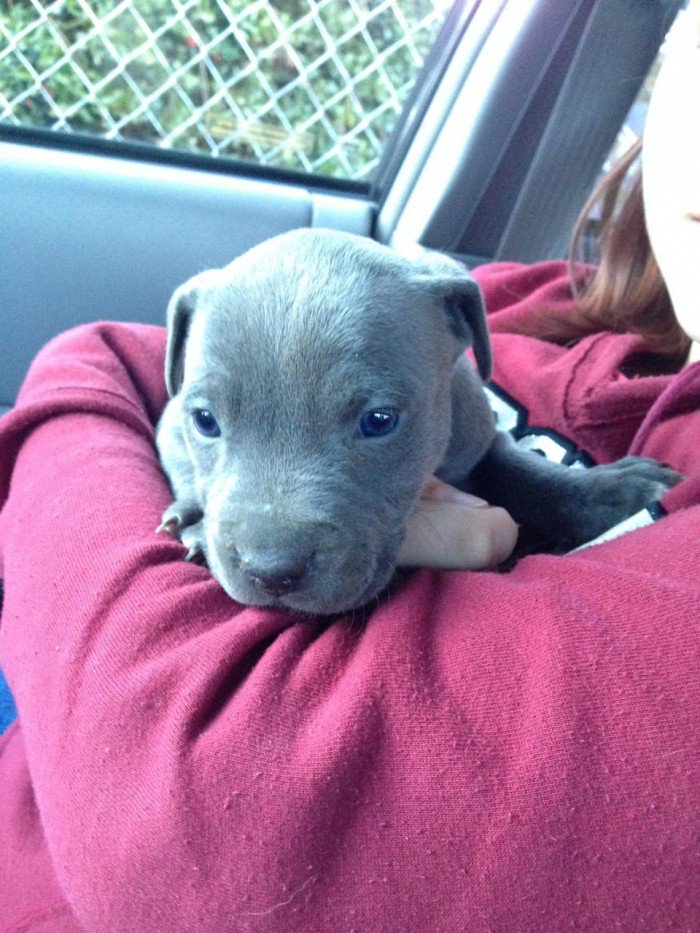 The Cult Cat (@elverojaguar) on Twitter photo 