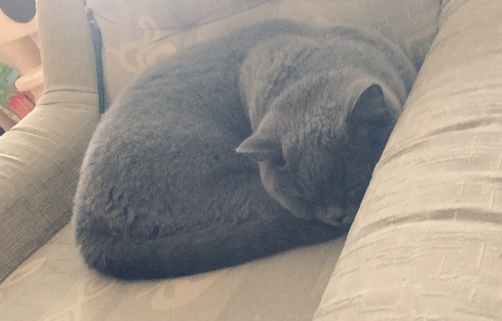 magda_siwik's tweet image. #poniedziałek #PanKot