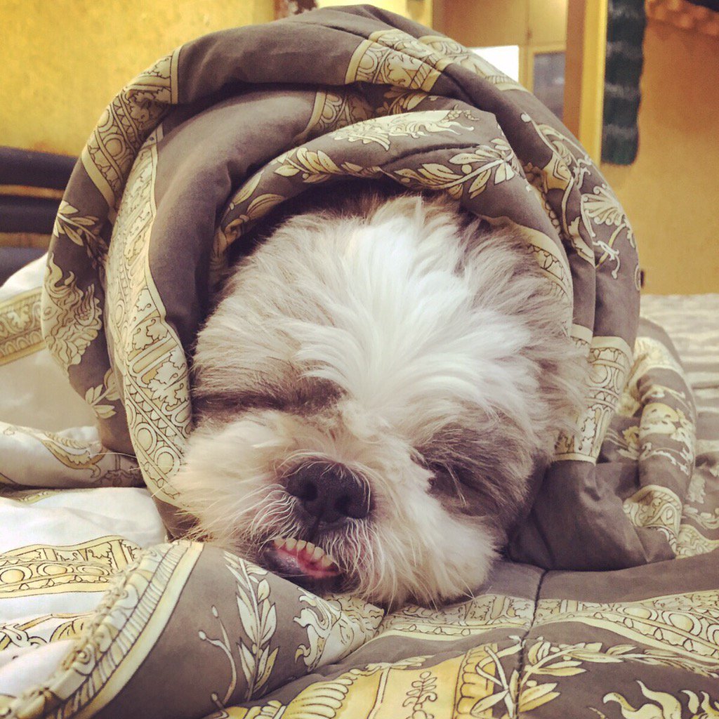 Looney trembles with fright from Diwali crackers. Pleading everyone fr a noise free Diwali! 😔🙏🏻