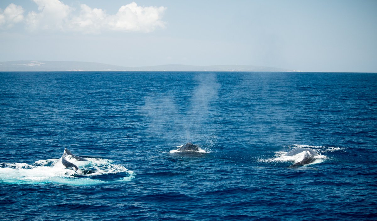 Kathleen Balson tweet media