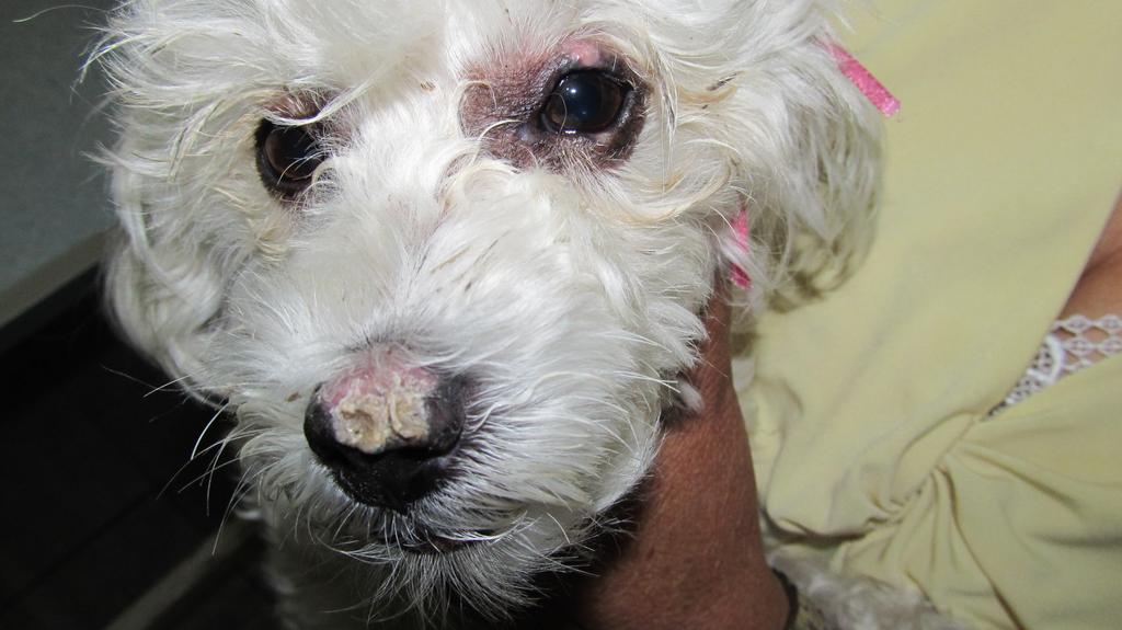 VetAnimalHelp tweet picture