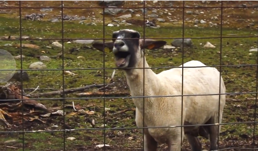 MarkETennant's tweet photo. 404's needn't be all biz ---> https://t.co/gnG3JQxosi #GoatsYellingLikeHumans https://t.co/u6zf15akkA via @Bluegg https://t.co/BNlES3c51Q