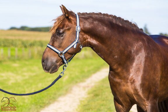 Limb_Ruiterhuis's tweet photo. Mooi Profi-Rider #halster wat op de neus en het kopstuk zacht is onderlegd Cob+Full €9,95 https://t.co/gDqNsGJQrA https://t.co/KP12GkTk7X