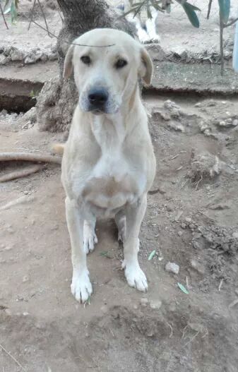 #babu cruce labrador,  2 años. Necesita casa #acogida o #adopción